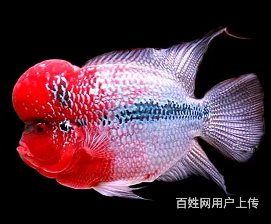 南充出售泰国进口精品罗汉鱼一手货源，送货上门 - 图片 2