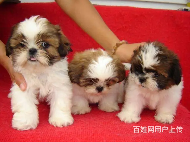 纯种西施犬多少钱一只 西施幼犬价格多少钱 西施智商 - 图片 5