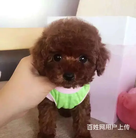 纯种泰迪熊 保纯种、保健康、签协议质保 - 图片 5