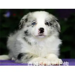 承德边牧怎么卖 纯种边牧 疫苗齐全 - 图片 10