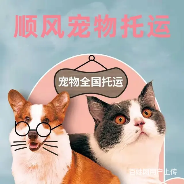 昆明安宁宠物托运（猫狗）邮寄速运空运 （2023今日 推荐运 - 图片 2