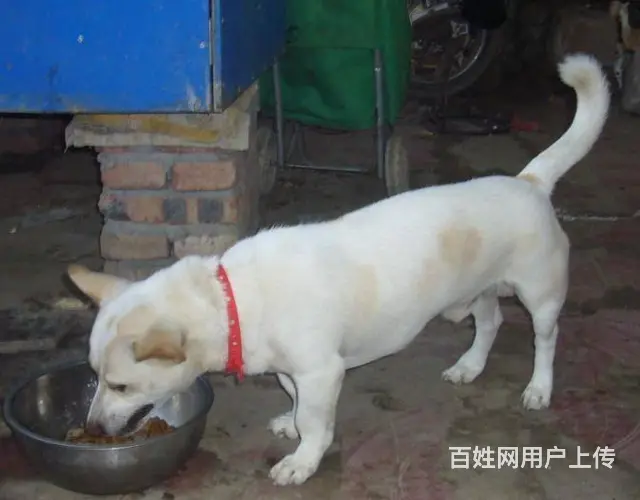 【搞定了！】免费领养狗狗，每年都有感谢费 - 图片 2