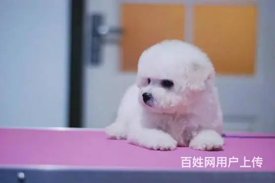 纯种比熊犬，赛级比熊犬，比熊价格专业繁育比熊基地 - 图片 4
