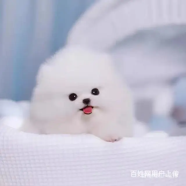 [货到付款犬舍]天门有博美卖吗 博美多少钱 - 图片 2