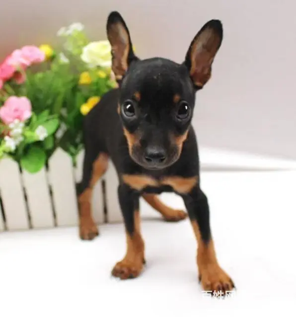 出售纯种小鹿幼犬  小鹿犬图片  小鹿犬价格 - 图片 5