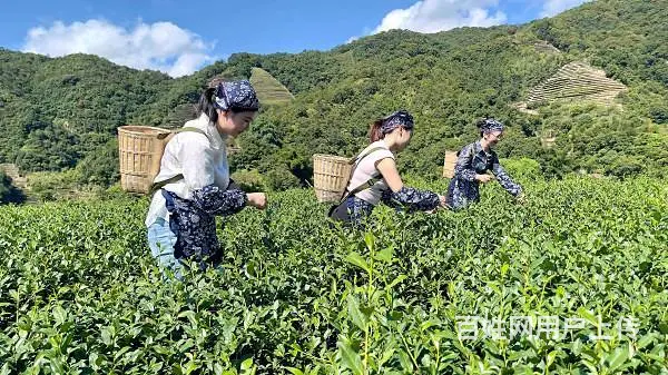 泉州茶艺培训学员问天晟茶艺学校：零基础学茶艺可以学 - 图片 3