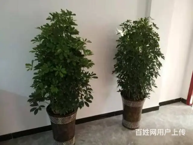 淮滨县朝阳街198平餐馆转让 - 图片 2