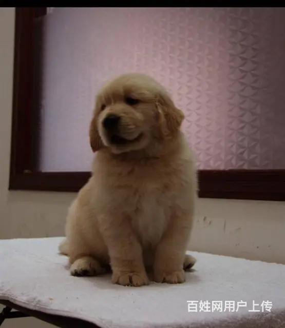广州纯种金毛犬价格 狗舍直销 包纯种健康签协议 - 图片 6