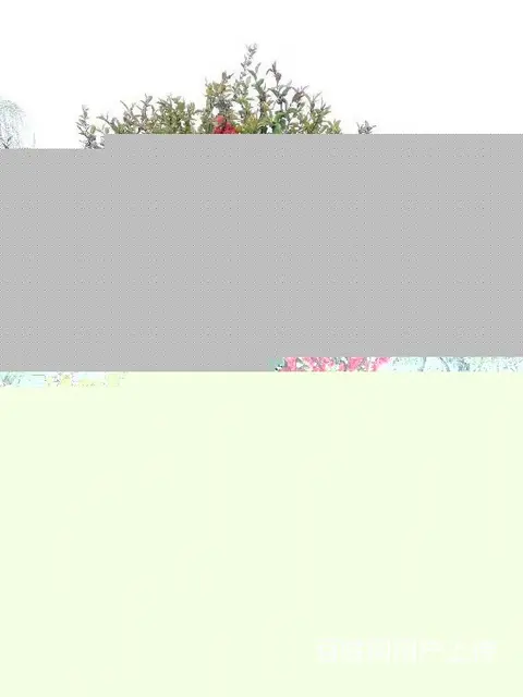 广西富贵王子海棠富贵王子海棠电话 - 图片 4