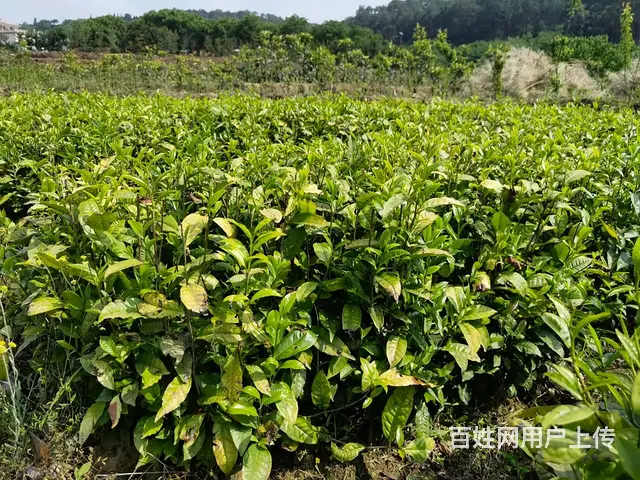 梧州茶叶苗种植，梧州茶叶苗批发，梧州大叶茶苗 - 图片 1