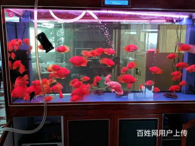{苏州鱼乐天地水族}专业鱼缸清洗鱼缸养护，上门服务 - 图片 1