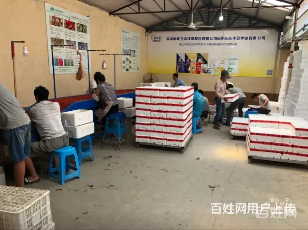 釜山88玲珑圣女果种子批发商，批发樱桃小番茄 - 图片 2