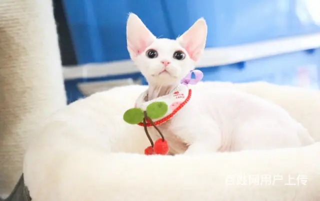 哪里有卖德文卷毛猫的 性格好 不掉毛 高端人士首选 - 图片 5
