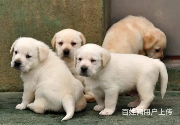 拉布拉多犬幼犬价格 小拉拉图片 - 图片 5