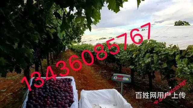 常州出国劳务新西兰招普工技术工年薪35-45万 - 图片 4