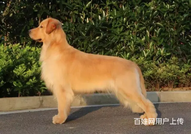 宿迁本市金毛哪里有卖 本地金毛价格 - 图片 10