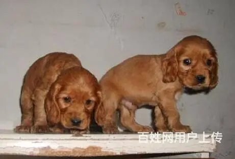 实体店/出售纯种美国可卡犬，英国可卡犬/可卡幼犬 - 图片 6