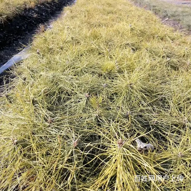 各种造林绿化苗木 - 图片 4