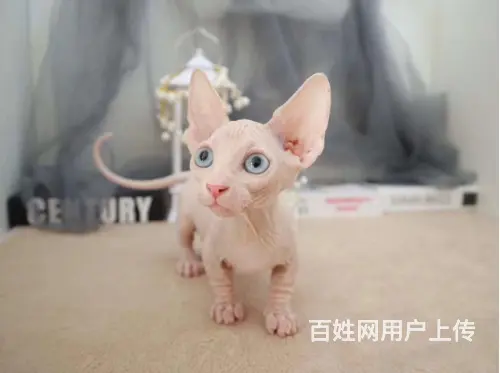 常州出售自家繁殖纯种无毛猫 斯芬克斯猫 保健康 - 图片 8