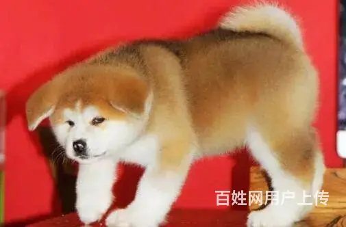 日系秋田犬 纯种秋田犬 价格不菲 非诚勿扰 - 图片 11