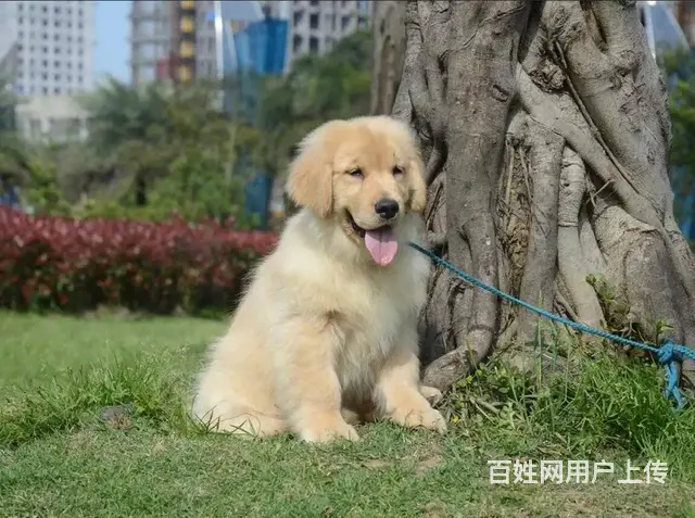 纯种大头金毛犬 纯种健康金毛猎犬 喜欢的联系我 - 图片 3