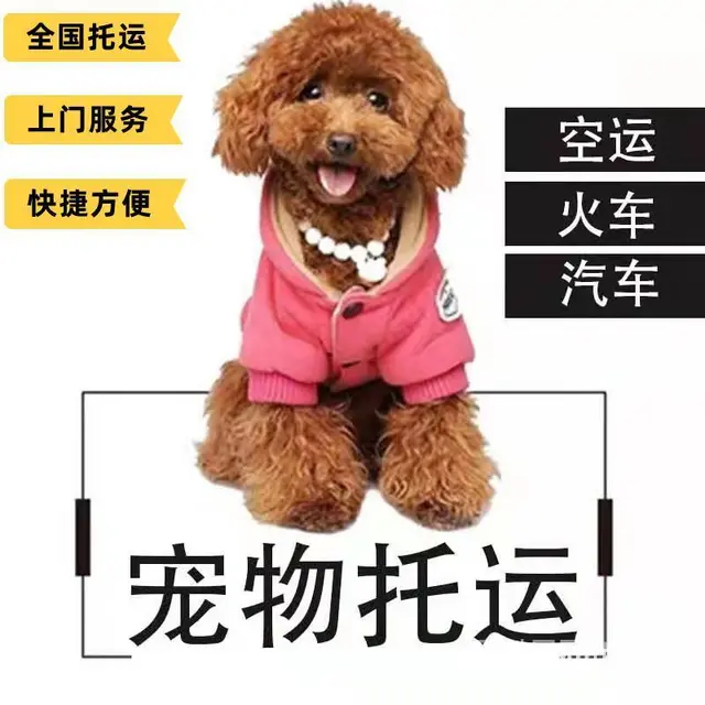 2022安宁市到全国）宠物托运（猫狗）邮寄快递（宠物活体运输 - 图片 7