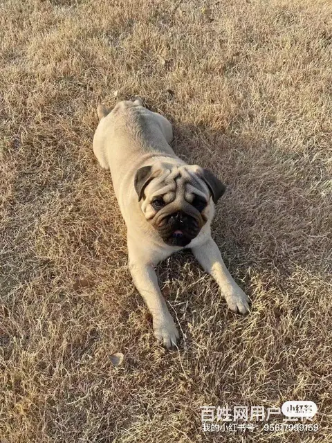 巴哥犬公，自家养的，老虎头，大嘴唇，大眼睛，人见人 - 图片 3