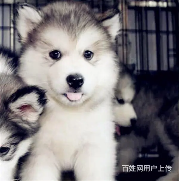 吕梁上哪可以看到阿拉斯加犬舍，阿拉斯加犬舍地址位置 - 图片 3