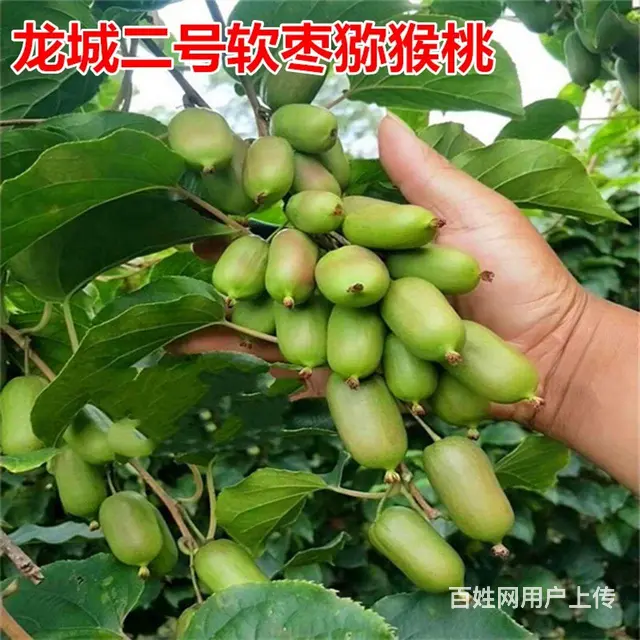 卖果树大量出售 - 图片 12