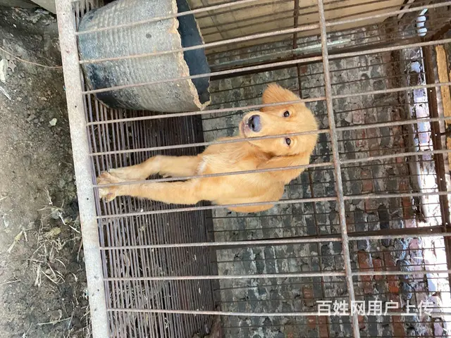 出售金毛德牧母 - 图片 2