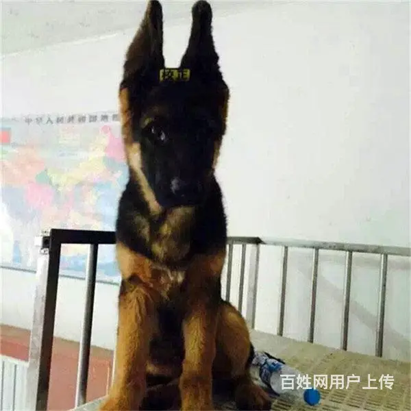 六安请问去哪买德牧狗狗靠谱?大家的德牧是怎么买到的 - 图片 4