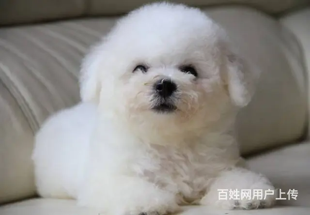 茶杯体比熊幼犬双血统比熊图片精品小体比熊多少钱一只 - 图片 3