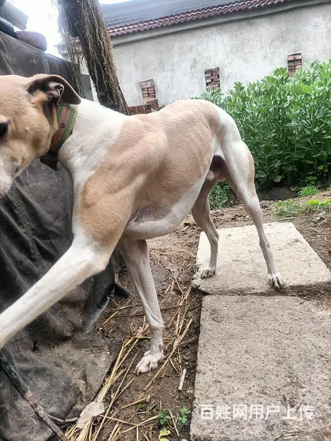 小格子犬 - 图片 1
