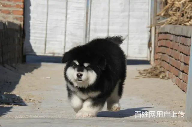 纯种阿拉斯加雪橇犬 巨型阿拉 品相好 骨量毛量 - 图片 5