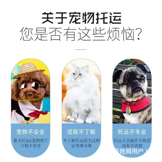 湖州宠物托运 （猫狗活体运输）宠物快递至全国 - 图片 3