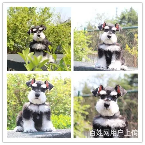 黑银 椒盐 纯白色雪纳瑞 三到五个月的都有 品质健 - 图片 2