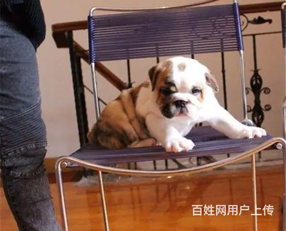 武汉【十年老店】常年繁殖优质血统英牛幼犬 - 图片 7