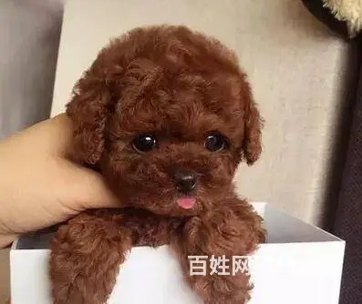 通辽泰迪多少钱一只 泰迪价格 茶杯犬泰迪 泰迪幼犬 - 图片 1