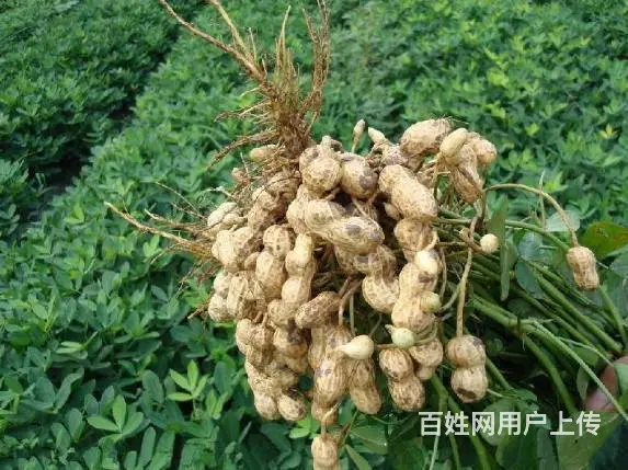睢宁县梁集镇戚姬社区有零散十几亩土地出租 - 图片 5