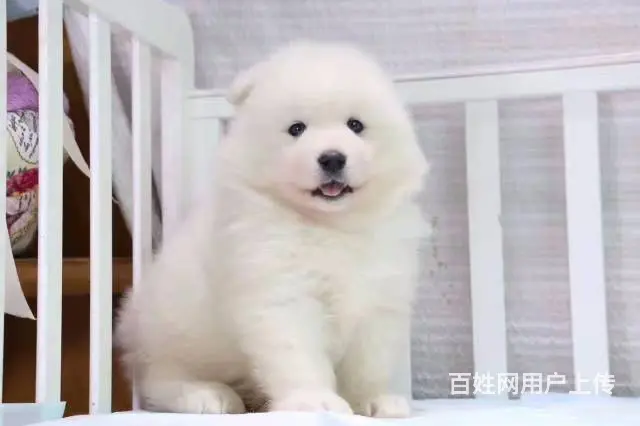 爱宠有家家庭式繁殖 白魔法系微笑天使 欢迎上门看狗 - 图片 7