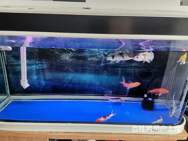 1.2米鱼缸自取 - 图片 1