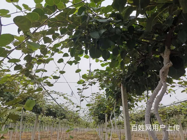 （易店）周村北郊镇大型猕猴桃果园带果实转让！ - 图片 2