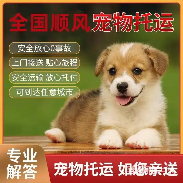 黔南惠水宠物托运（猫狗）活体邮寄快递（2022宠物运输 ）今 - 图片 3