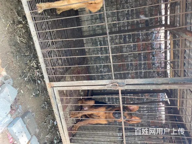 出售金毛德牧母 - 图片 1