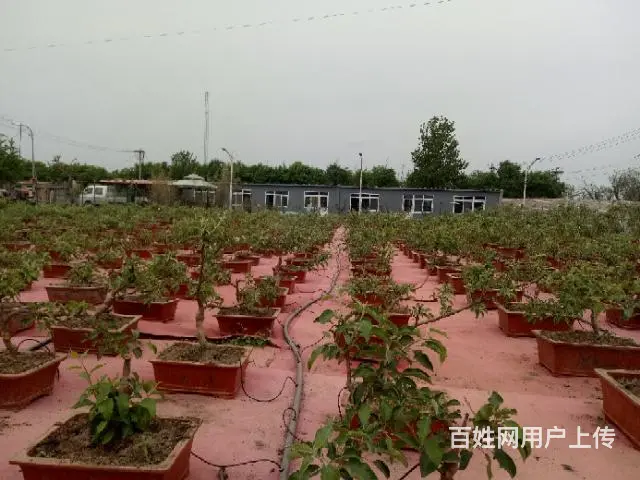 盆景苹果树 果树盆景 占地树(基地直销)盆景批发 - 图片 8