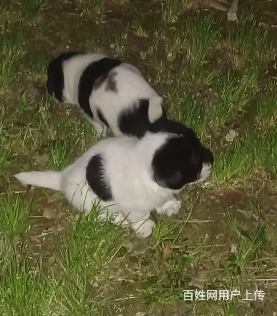 免费赠送狗狗 - 图片 5