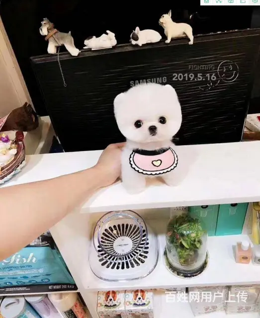 北京博美价格多少纯种小体博美多少钱保活健康 - 图片 8