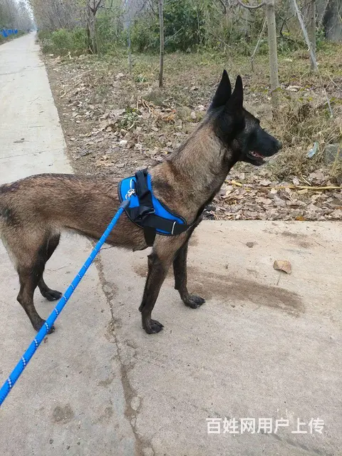 马犬 - 图片 5