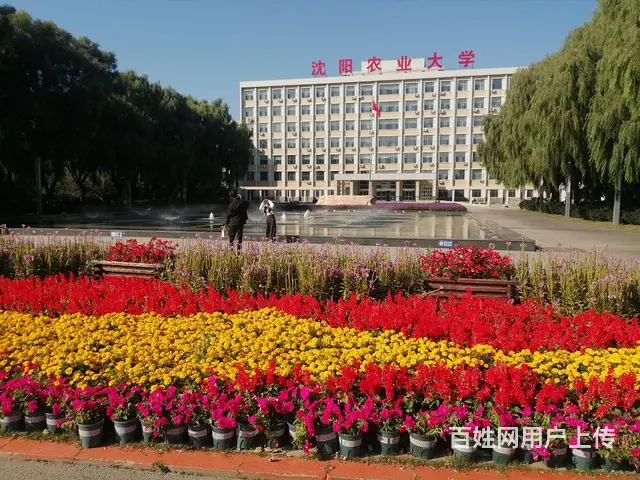 抚顺免修剪草坪花卉果树基地 - 图片 6