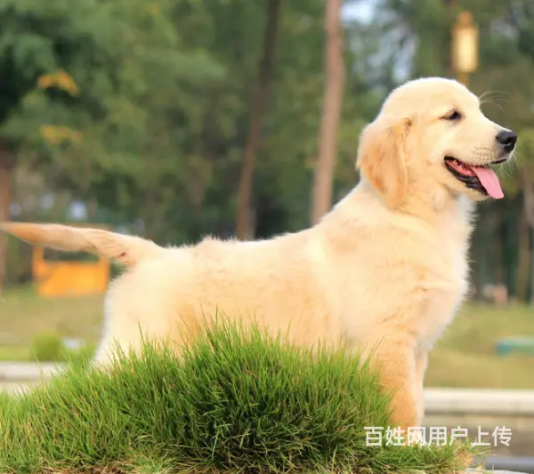 本地犬舍出售纯种健康金毛幼犬 签协议质保3个月健康 - 图片 4